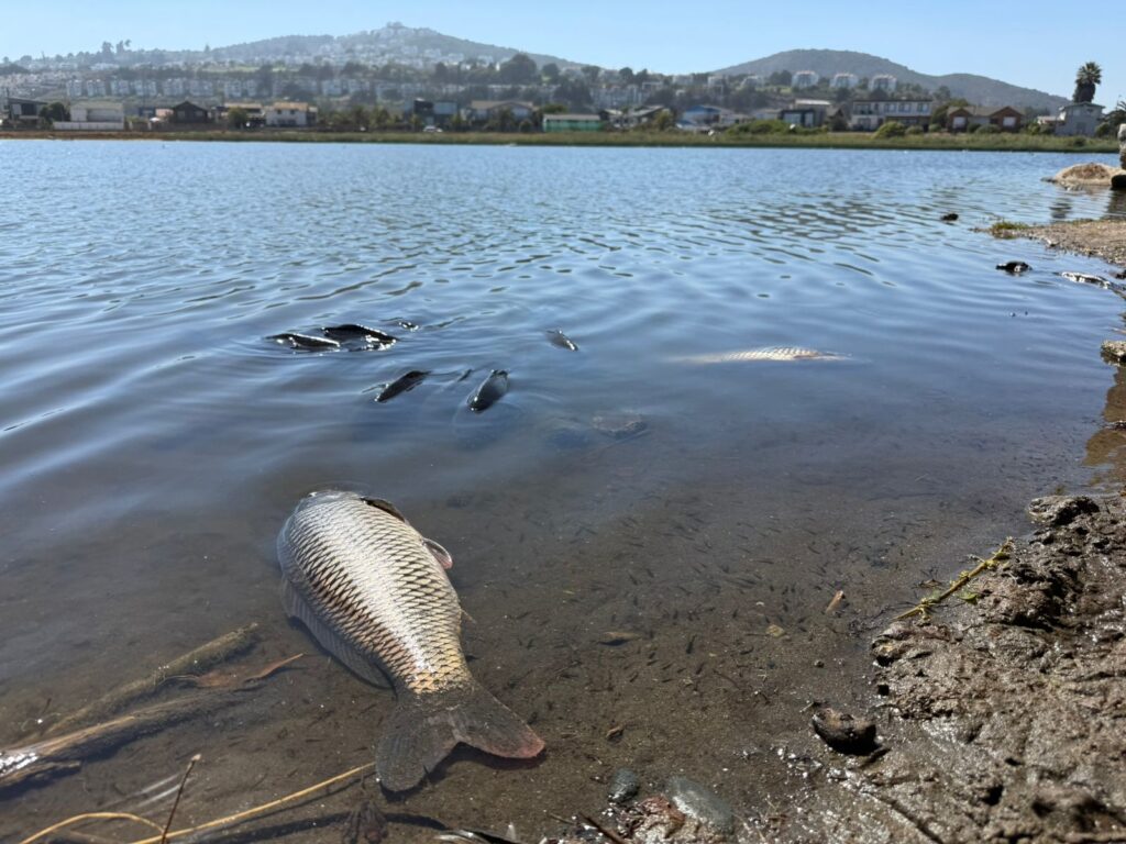 foto cortesia Javier Trivelli de Fundación Lontra