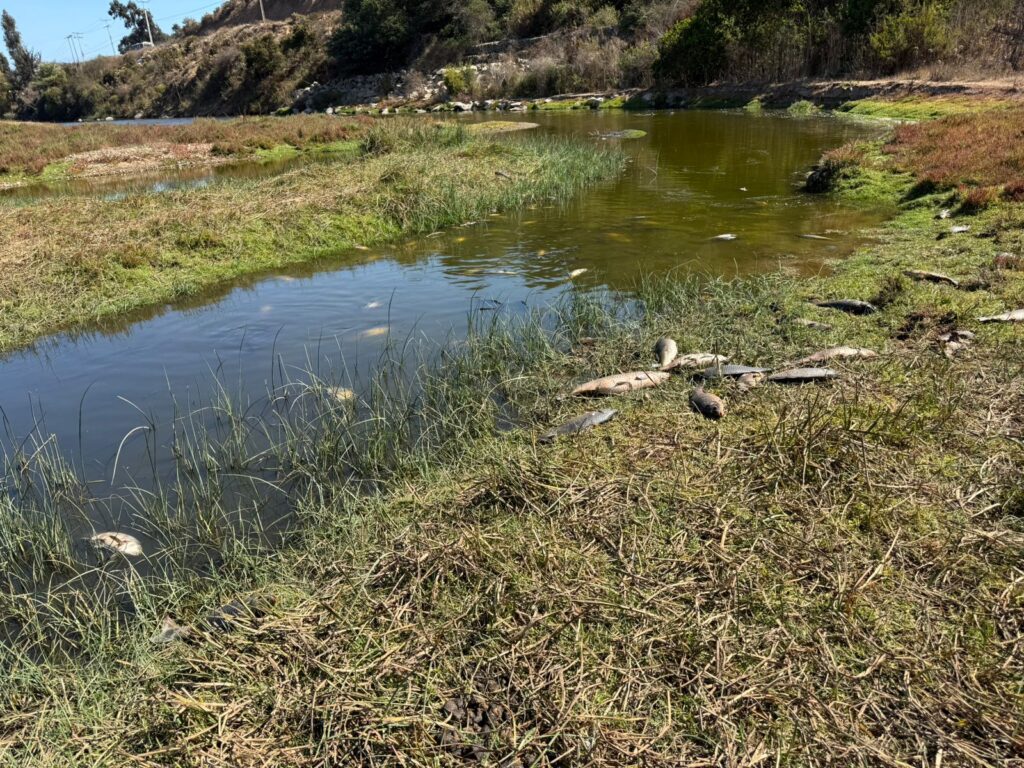 foto cortesia Javier Trivelli de Fundación Lontra