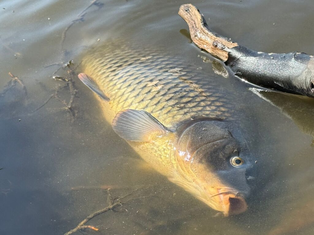 foto cortesia Javier Trivelli de Fundación Lontra