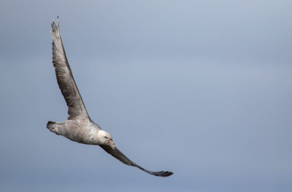 Petrel gigante antártico. Créditos: ©Cristián Campos Melo