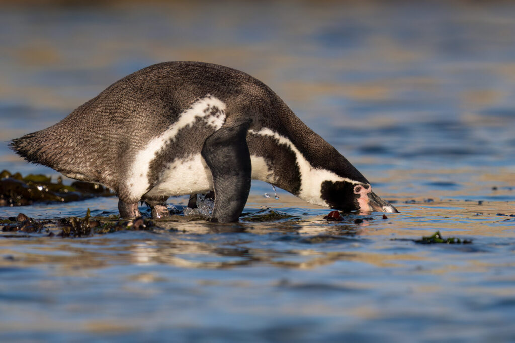 Pinguino de Humboldt, foto de Oikonos
