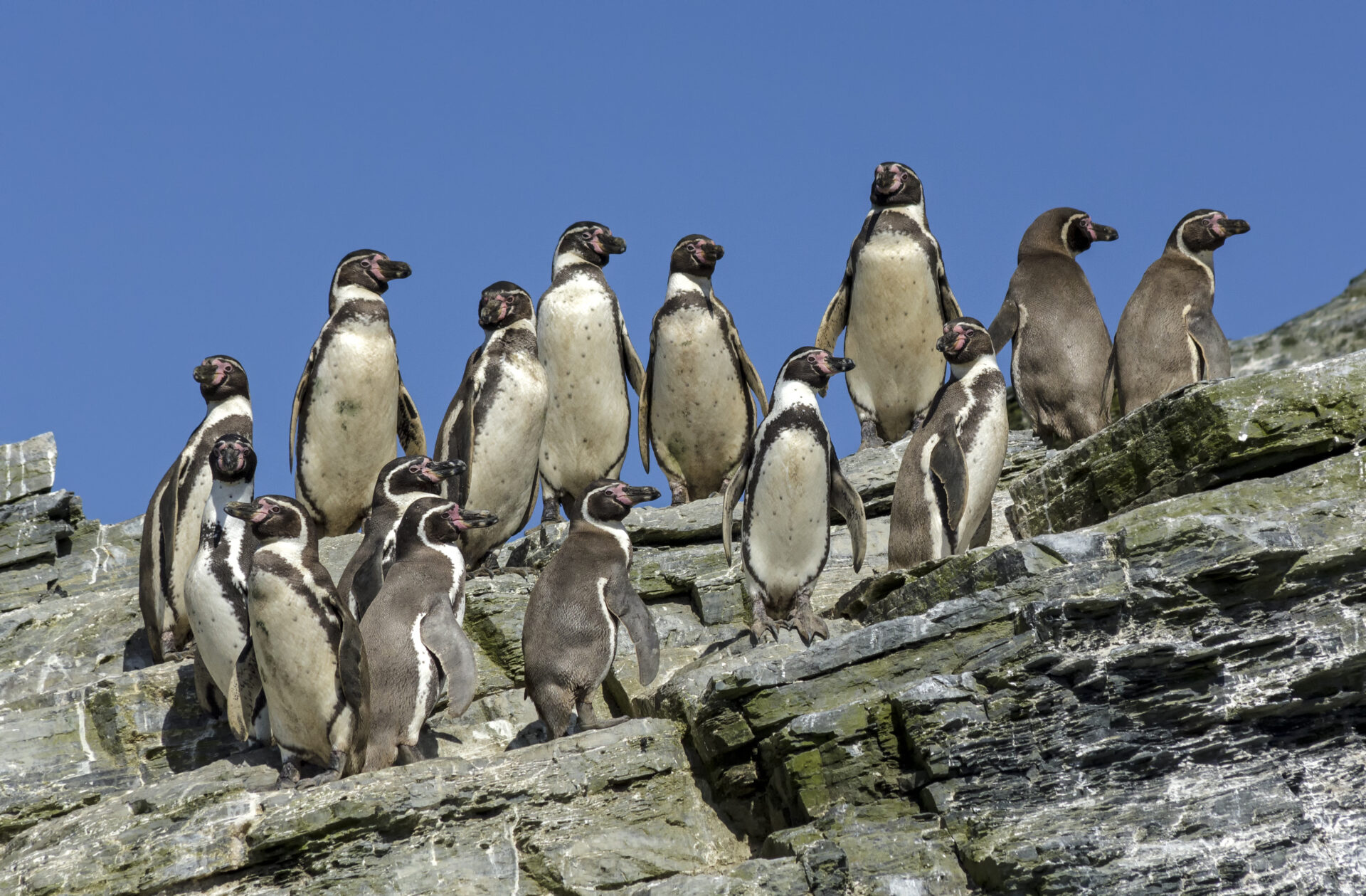 OPINIÓN | Día del Pingüino: “Más que un ave que no vuela”