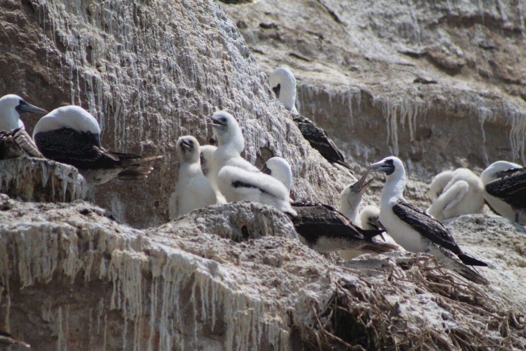 Piqueros (Sula variegata) y sus pichones en Quirilluca. Créditos: ©Tamara Núñez