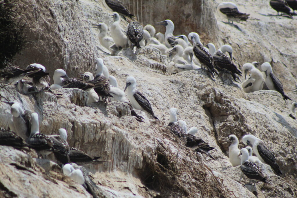 Piqueros (Sula variegata) y sus pichones en Quirilluca. Créditos: ©Tamara Núñez