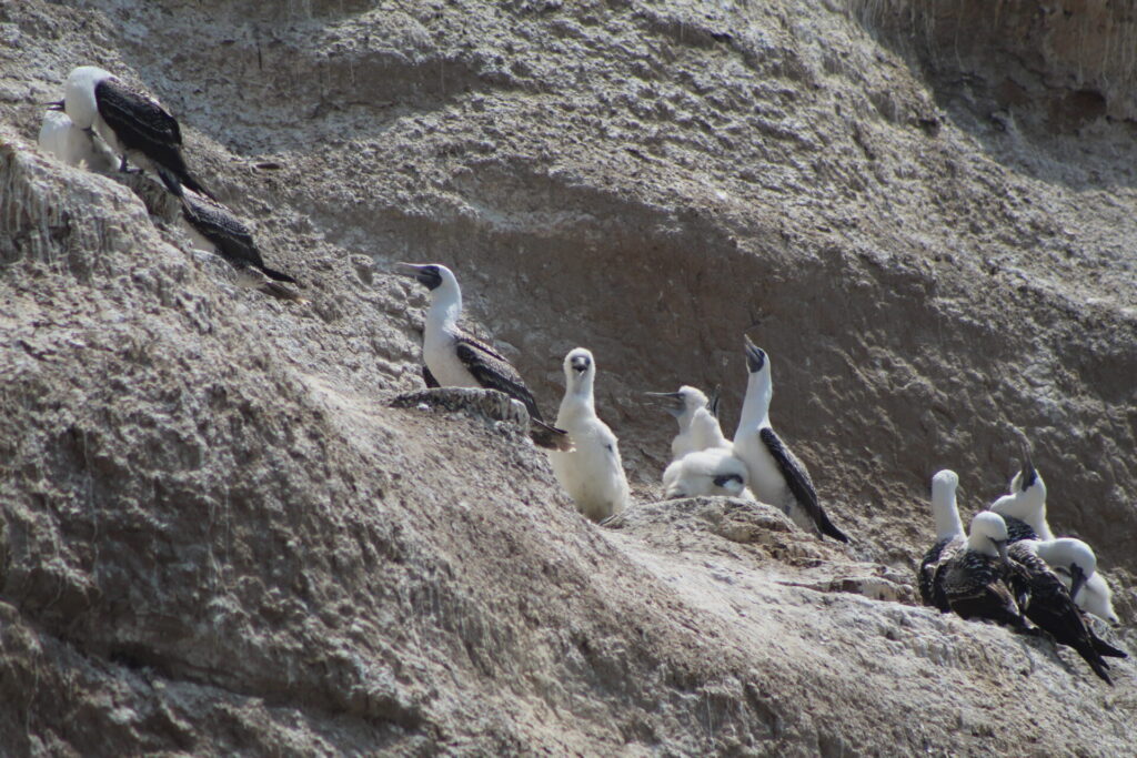 Piqueros (Sula variegata) y sus pichones en Quirilluca. Créditos: ©Tamara Núñez