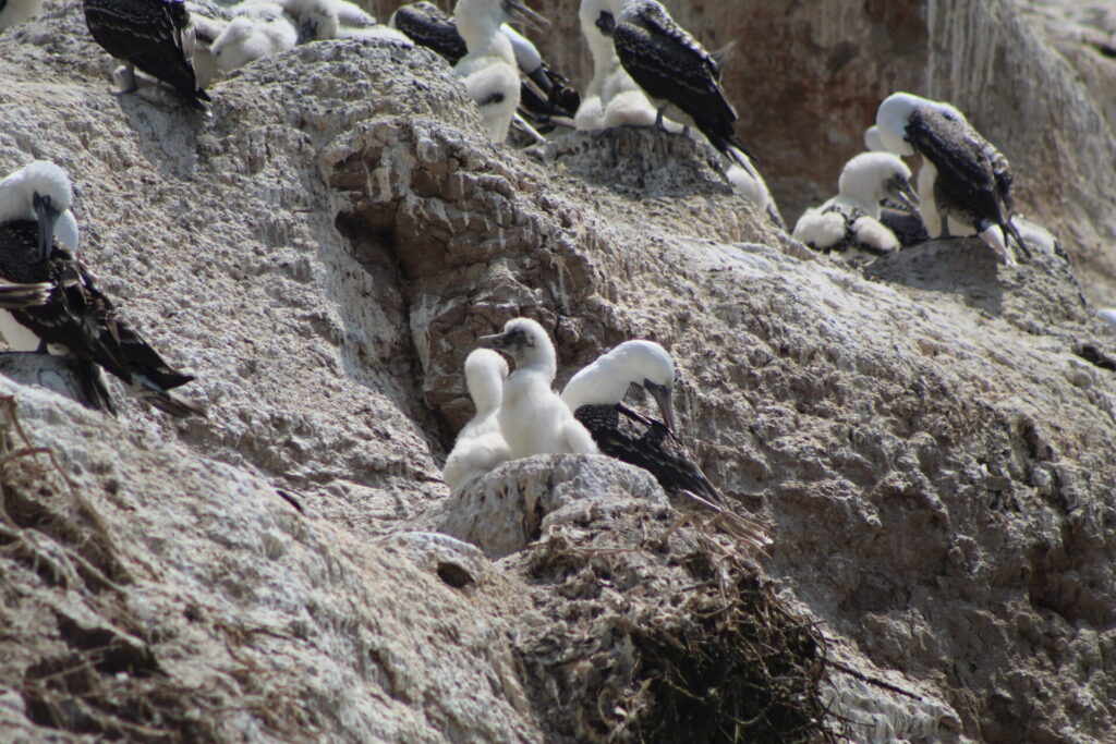 Piqueros (Sula variegata) y sus pichones en Quirilluca. Créditos: ©Tamara Núñez