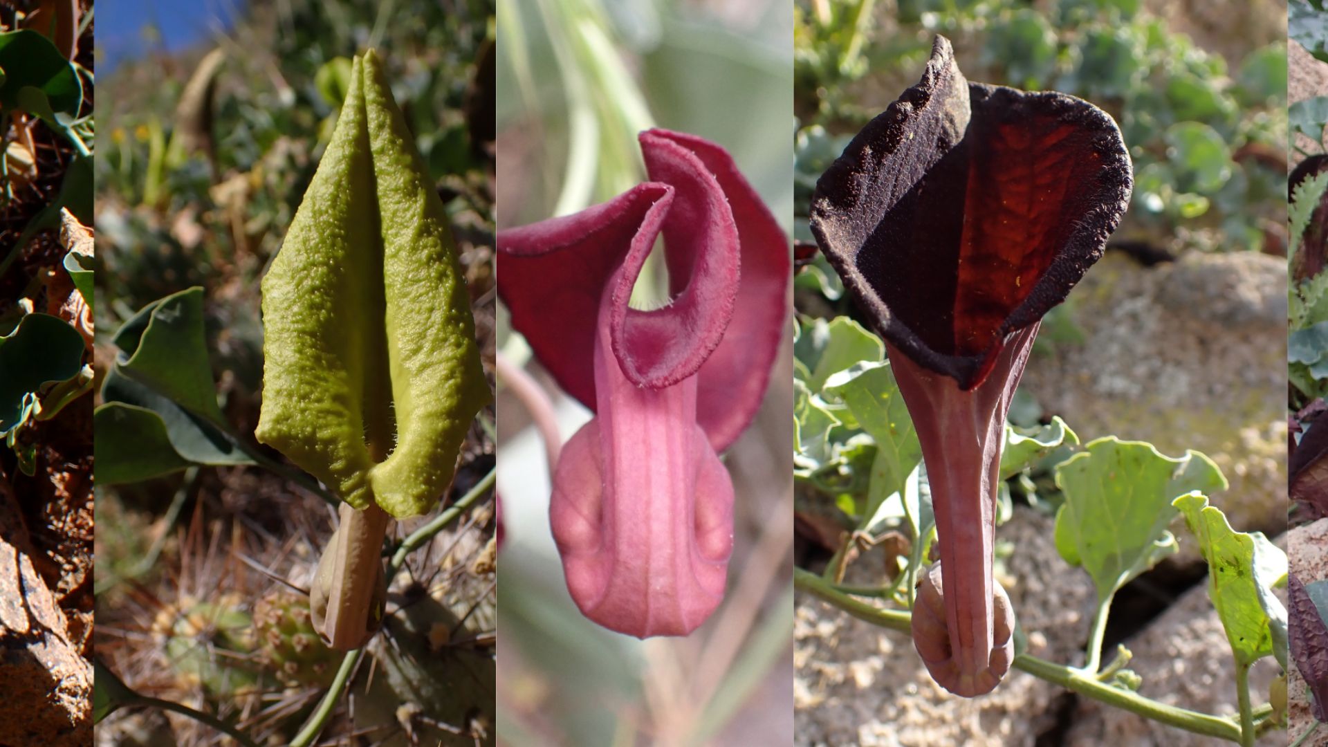 Conocidas por su llamativa forma y olor: Investigación revela tres nuevas especies de “orejas de zorro” endémicas de Chile