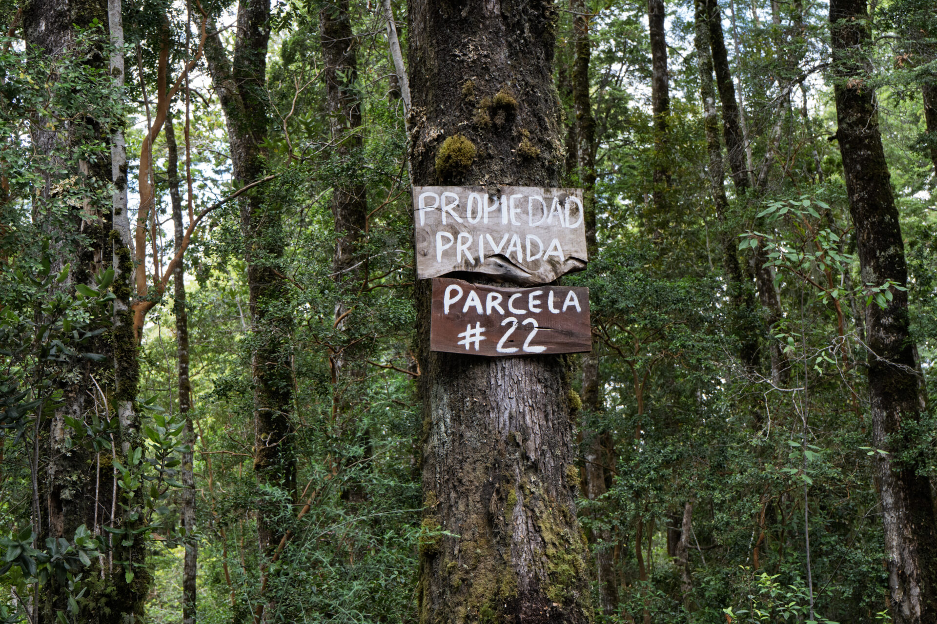 Oxford premia a estudio que alerta sobre el uso de figura ambiental para expandir proyectos inmobiliarios en el sur de Chile