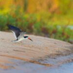 foto de Annais Pascual