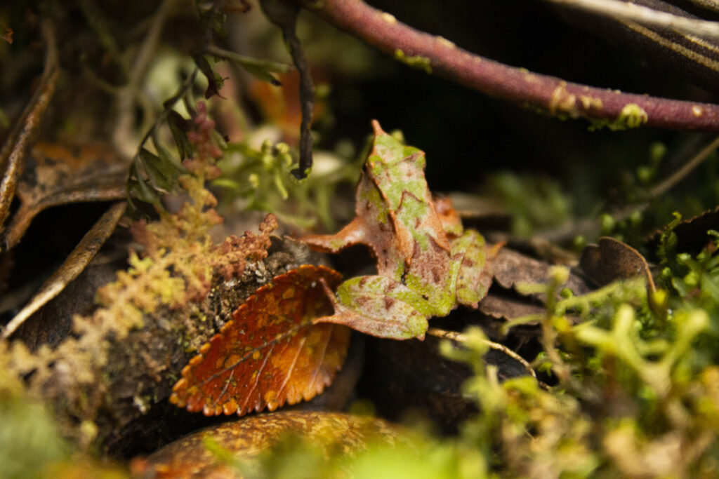 Créditos: Refugio Butamanga