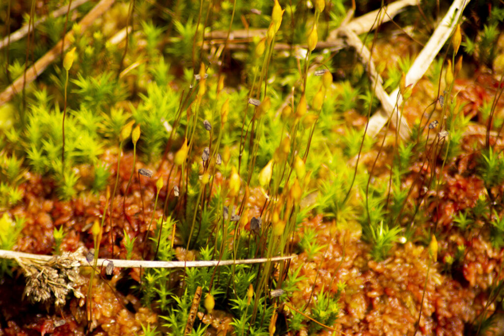 Créditos: Refugio Butamanga