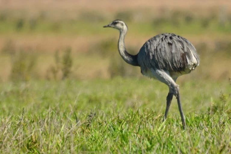 El suri es considerado una de las aves más grandes de Sudamérica, con una altura de hasta 1.50 metros. Foto: Serfor