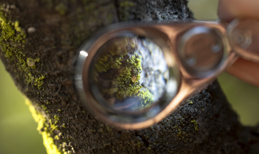 Descubriendo a los hongos del bosque esclerófilo de Santiago: Lanzan nuevos recorridos guiados del Reino Fungi en el Parque Cantalao
