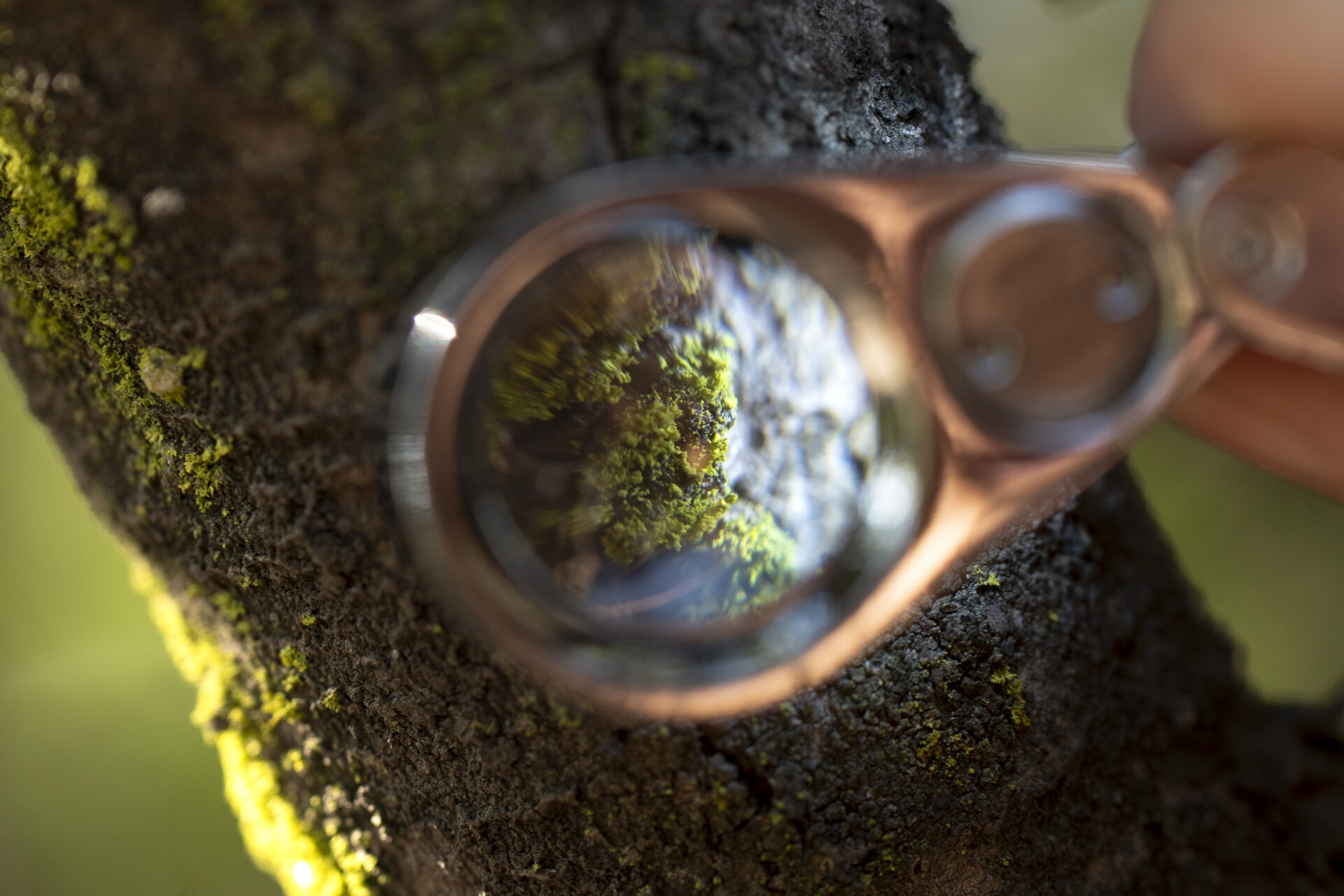 Descubriendo a los hongos del bosque esclerófilo de Santiago: Lanzan nuevos recorridos guiados del Reino Fungi en el Parque Cantalao