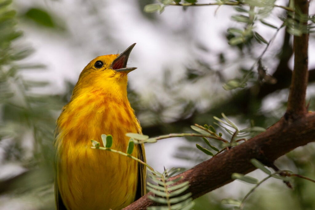 Un macho de canario María cantando. Foto: cortesía Alper Yelimlieş