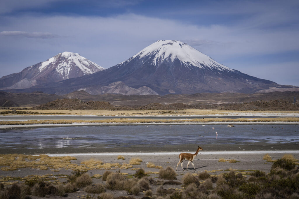 Una vicuña (Vicugna vicugna) se desplaza a más de 4.600 m s. n. m., a los pies del volcán Parinacota, en pleno altiplano andino. Créditos Tamara Merino UNESCO.