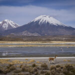 Una vicuña (Vicugna vicugna) se desplaza a más de 4.600 m s. n. m., a los pies del volcán Parinacota, en pleno altiplano andino. Créditos Tamara Merino UNESCO.