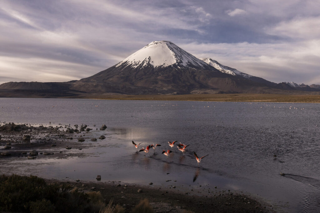 El volcán Parinacota, un imponente estratovolcán de casi 6.350 metros de altura, se alza en la frontera entre Chile y Bolivia, dentro del Parque Nacional Lauca. Su cumbre nevada, sus laderas cubiertas de pajonales altoandinos y su simetría casi perfecta. Créditos: Tamara Merino / UNESCO.