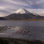 El volcán Parinacota, un imponente estratovolcán de casi 6.350 metros de altura, se alza en la frontera entre Chile y Bolivia, dentro del Parque Nacional Lauca. Su cumbre nevada, sus laderas cubiertas de pajonales altoandinos y su simetría casi perfecta. Créditos: Tamara Merino / UNESCO.