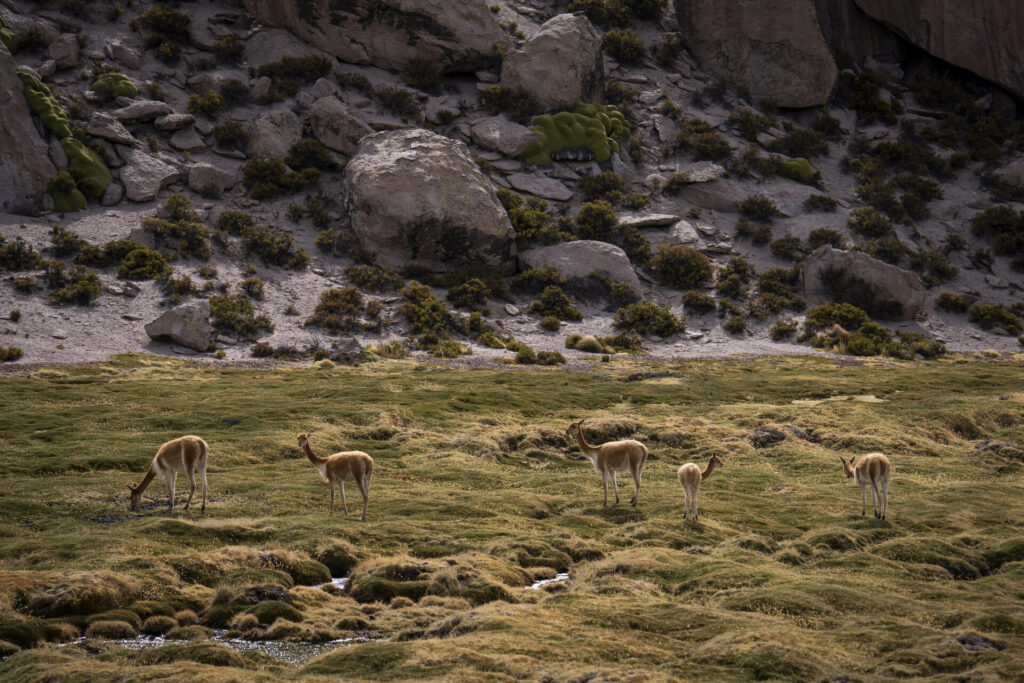 Un grupo de vicuñas (Vicugna vicugna) se alimenta y se desplaza entre los bofedales a más de 4.600 m s. n. m. Créditos Tamara Merino/UNESCO