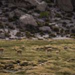 Un grupo de vicuñas (Vicugna vicugna) se alimenta y se desplaza entre los bofedales a más de 4.600 m s. n. m. Créditos Tamara Merino/UNESCO