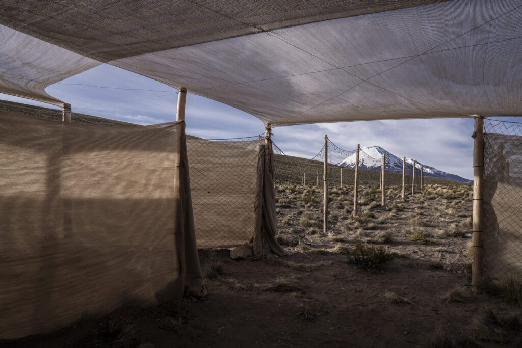 Corral construido para el Chaku ancestral de arreo y esquila de vicuñas, una práctica comunitaria tradicional que reúne a pobladores altoandinos para capturar, esquilar y liberar a estos camélidos silvestres sin causarles daño. Créditos: Tamara Merino/ UNESCO.