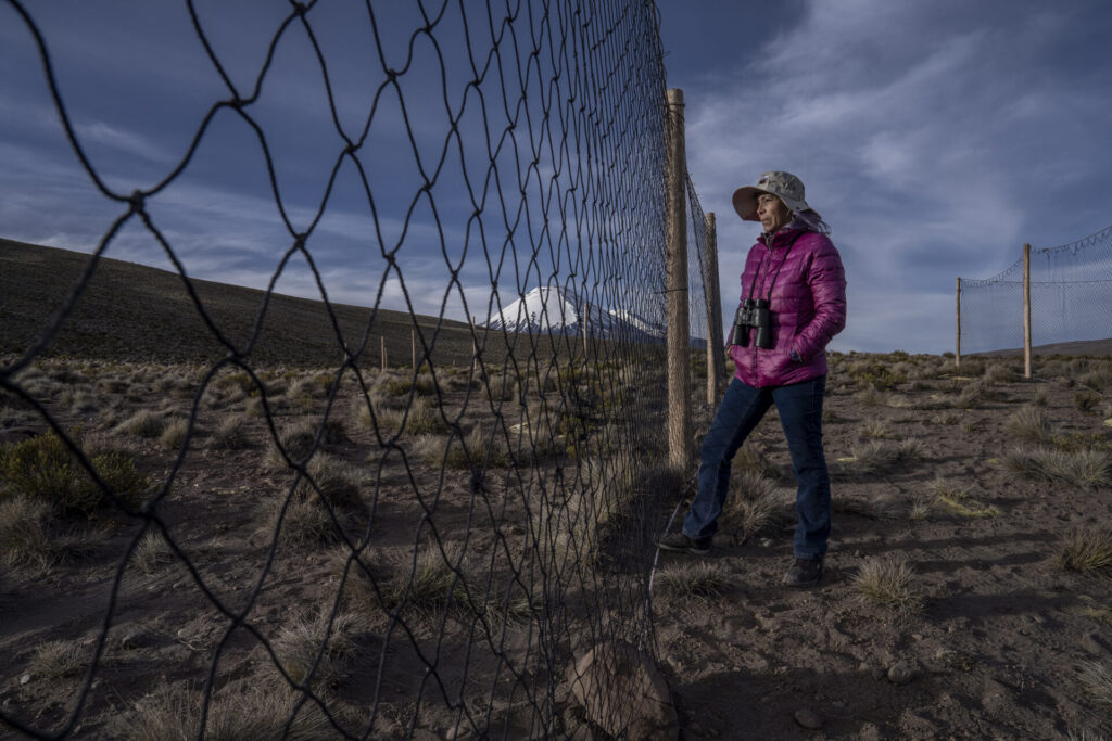 La doctora Bibiana Vilá, bióloga e investigadora, revisa el corral construido para el Chaku ancestral de arreo y esquila de vicuñas, una práctica comunitaria tradicional que reúne a pobladores altoandinos para capturar, esquilar y liberar a estos camélidos. Créditos: Tamara Merino/UNESCO
