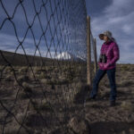 La doctora Bibiana Vilá, bióloga e investigadora, revisa el corral construido para el Chaku ancestral de arreo y esquila de vicuñas, una práctica comunitaria tradicional que reúne a pobladores altoandinos para capturar, esquilar y liberar a estos camélidos. Créditos: Tamara Merino/UNESCO