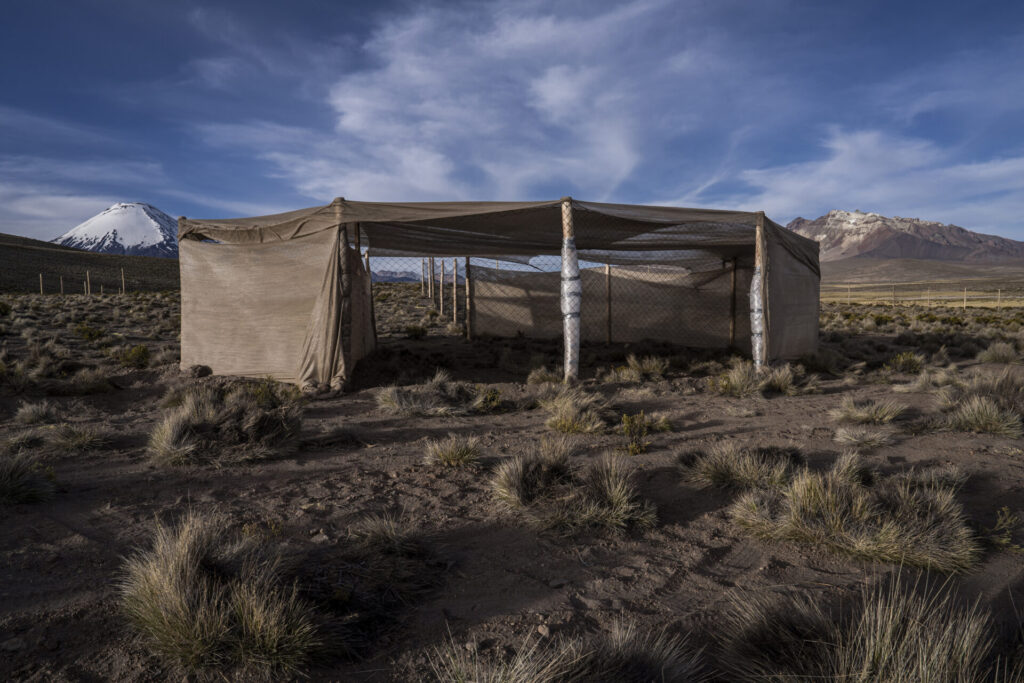 Corral construido para el Chaku ancestral de arreo y esquila de vicuñas, una práctica comunitaria tradicional que reúne a pobladores altoandinos para capturar, esquilar y liberar a estos camélidos silvestres sin causarles daño. Créditos: Tamara Merino/ UNESCO.