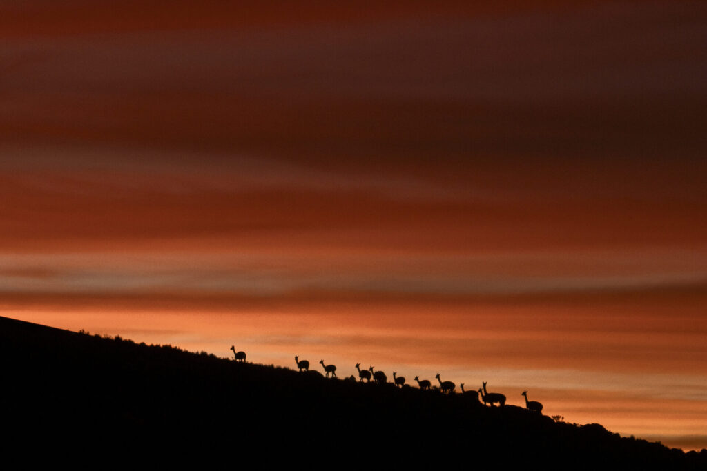 Un grupo de vicuñas (Vicugna vicugna) se desplaza al atardecer a más de 4.600 m s. n. m., a los pies del volcán Parinacota, en pleno altiplano andino. Créditos: Tamara Merino/UNESCO.