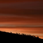 Un grupo de vicuñas (Vicugna vicugna) se desplaza al atardecer a más de 4.600 m s. n. m., a los pies del volcán Parinacota, en pleno altiplano andino. Créditos: Tamara Merino/UNESCO.