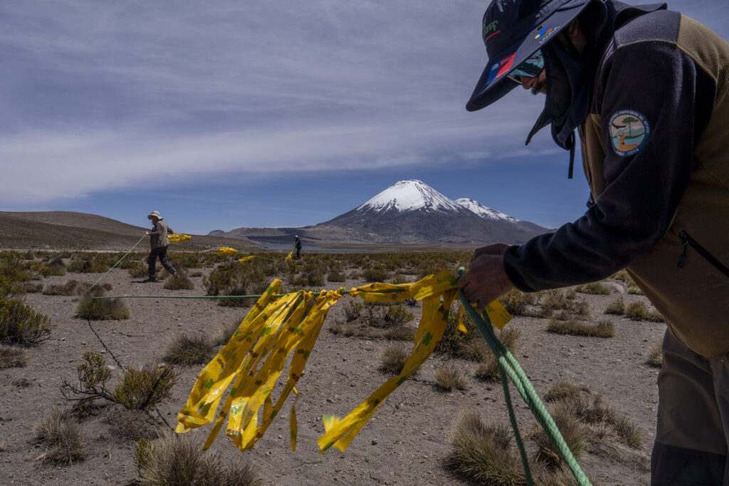 Arreo de vicuñas realizado a pie, con la participación de cerca de 60 personas —entre profesionales, operadores turísticos, autoridades y miembros de comunidades andinas— quienes forman una cadena humana para conducir a los animales hacia el corral. Créditos: Tamara Merino/UNESCO