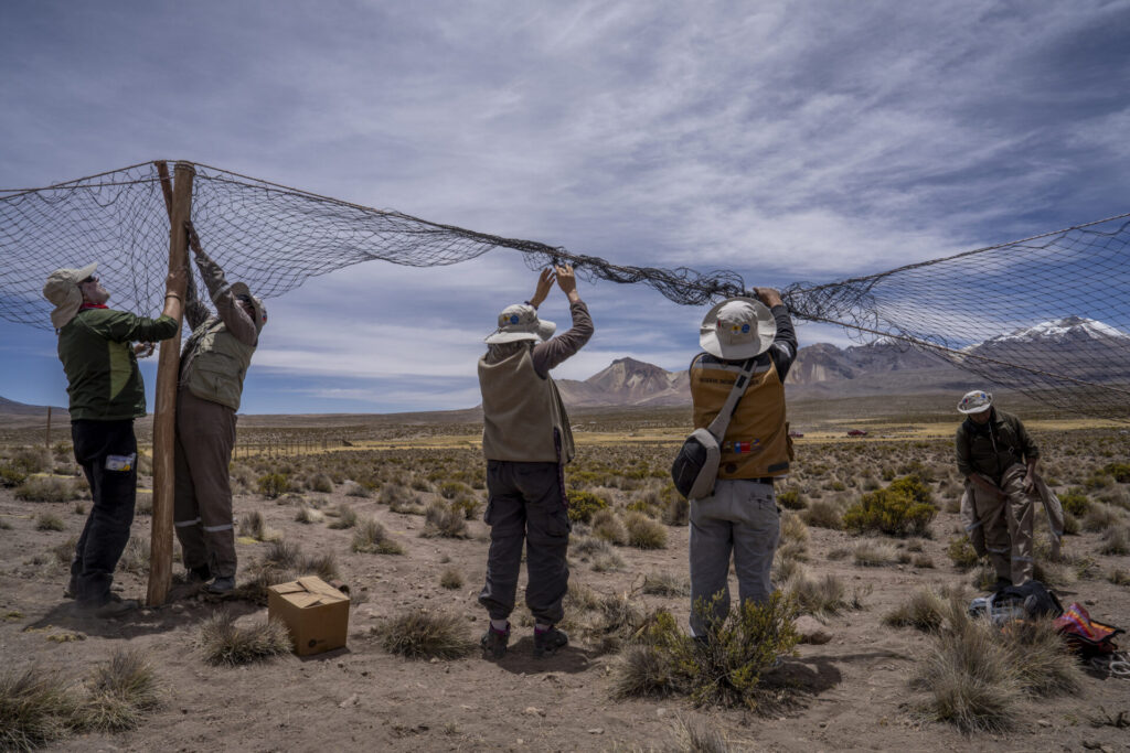 Un grupo de profesionales, operadores turísticos, autoridades y miembros de comunidades andinas levantan la malla del corral de captura, por donde posteriormente serán liberadas las vicuñas. Créditos: Tamara Merino/UNESCO