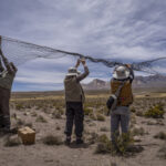 Un grupo de profesionales, operadores turísticos, autoridades y miembros de comunidades andinas levantan la malla del corral de captura, por donde posteriormente serán liberadas las vicuñas. Créditos: Tamara Merino/UNESCO