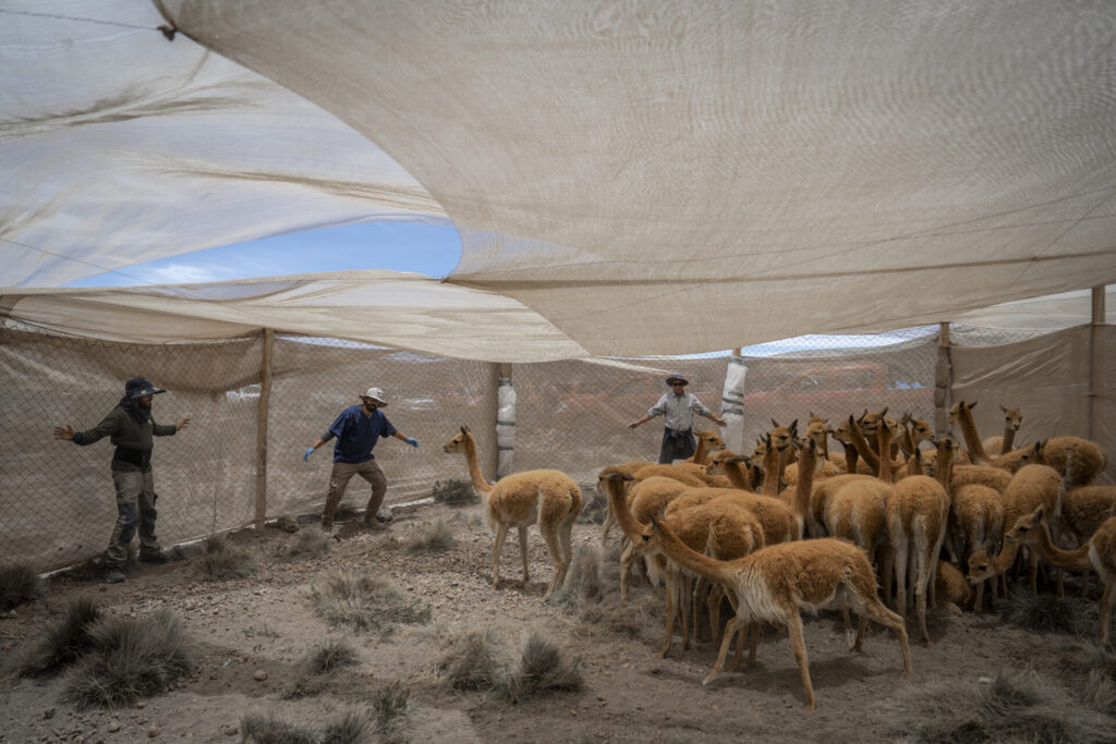 Grupo de vicuñas capturadas al interior del corral de captura, donde posteriormente serán esquiladas y evaluadas por los equipos técnicos. En este espacio controlado se registran datos biológicos, se revisa su estado sanitario y se toma vellón para su análisis. Créditos Tamara Merino/UNESCO.