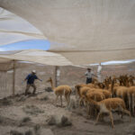 Grupo de vicuñas capturadas al interior del corral de captura, donde posteriormente serán esquiladas y evaluadas por los equipos técnicos. En este espacio controlado se registran datos biológicos, se revisa su estado sanitario y se toma vellón para su análisis. Créditos Tamara Merino/UNESCO.