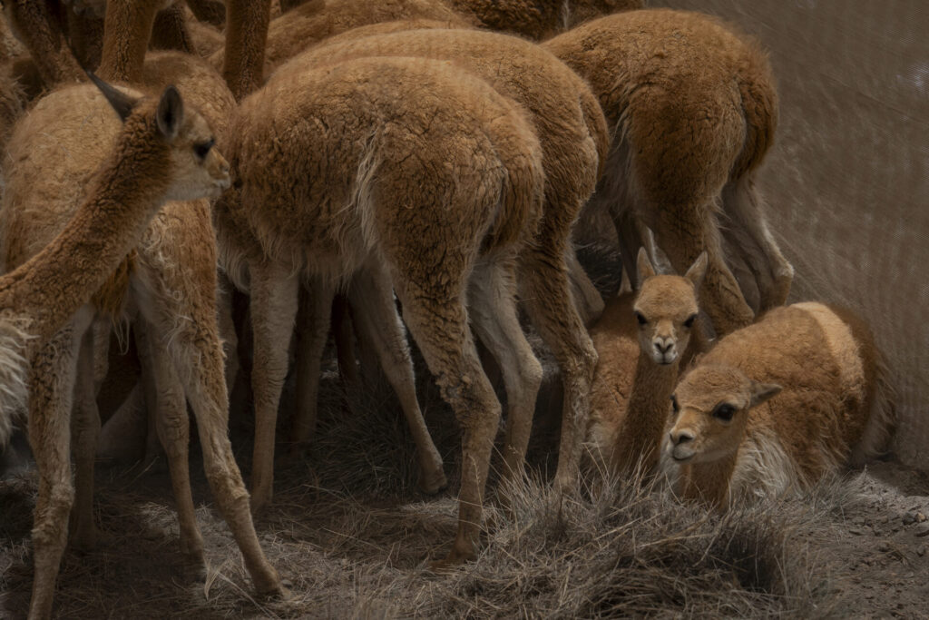 Grupo de vicuñas capturadas al interior del corral de captura, donde posteriormente serán esquiladas y evaluadas por los equipos técnicos. En este espacio controlado se registran datos biológicos, se revisa su estado sanitario y se toma vellón para su análisis. Créditos: Tamara Merino/ UNESCO.