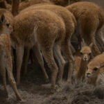 Grupo de vicuñas capturadas al interior del corral de captura, donde posteriormente serán esquiladas y evaluadas por los equipos técnicos. En este espacio controlado se registran datos biológicos, se revisa su estado sanitario y se toma vellón para su análisis. Créditos: Tamara Merino/ UNESCO.