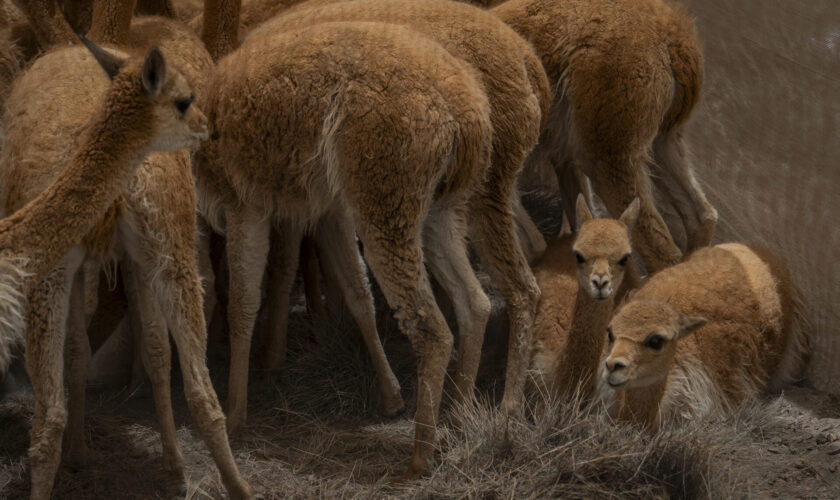 Lauca y el retorno del chaku: El saber ancestral que guía la conservación de la vicuña en el altiplano