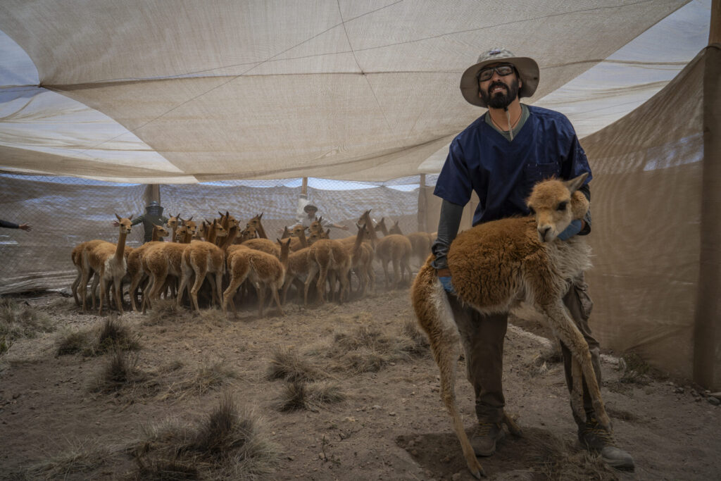 El veterinario experto en camélidos Felipe Inostroza alza una vicuña para trasladarla al proceso de esquila, donde será evaluada por los equipos técnicos. Créditos: Tamara Merino/UNESCO.