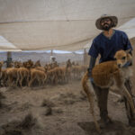 El veterinario experto en camélidos Felipe Inostroza alza una vicuña para trasladarla al proceso de esquila, donde será evaluada por los equipos técnicos. Créditos: Tamara Merino/UNESCO.