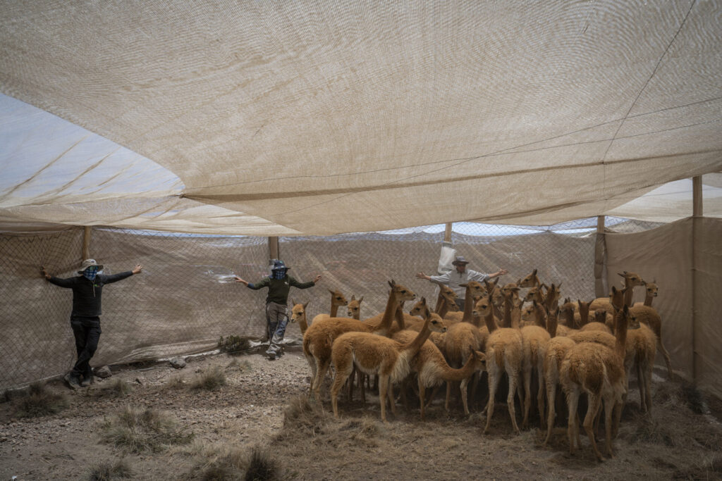 Grupo de vicuñas capturadas al interior del corral de captura, donde posteriormente serán esquiladas y evaluadas por los equipos técnicos. En este espacio controlado se registran datos biológicos, se revisa su estado sanitario y se toma vellón para su análisis. Créditos: Tamara Merino/ UNESCO.