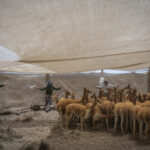 Grupo de vicuñas capturadas al interior del corral de captura, donde posteriormente serán esquiladas y evaluadas por los equipos técnicos. En este espacio controlado se registran datos biológicos, se revisa su estado sanitario y se toma vellón para su análisis. Créditos: Tamara Merino/ UNESCO.