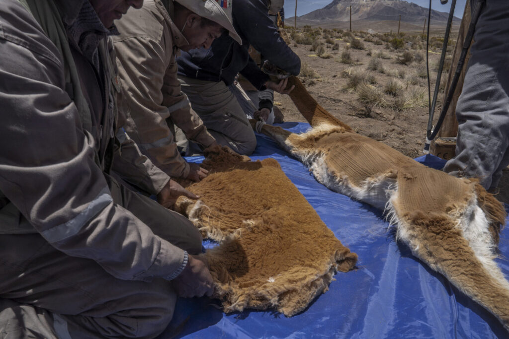 Una vicuña yace en el suelo mientras es evaluada por los equipos de profesionales. En este espacio controlado se registran datos biológicos, se revisa su estado sanitario y se toma vellón para su análisis. Créditos Tamara Merino/UNESCO