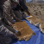 Una vicuña yace en el suelo mientras es evaluada por los equipos de profesionales. En este espacio controlado se registran datos biológicos, se revisa su estado sanitario y se toma vellón para su análisis. Créditos Tamara Merino/UNESCO