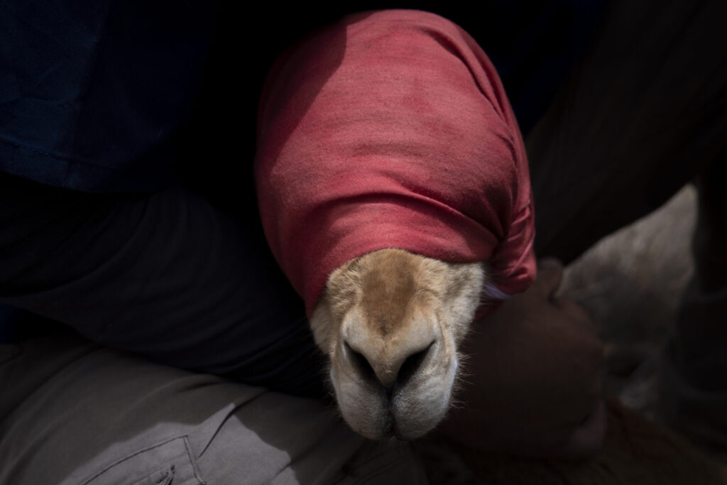 Una vicuña yace en el suelo mientras es evaluada por los equipos de profesionales. En este espacio controlado se registran datos biológicos, se revisa su estado sanitario y se toma vellón para su análisis. Créditos: Tamara Merino/UNESCO