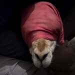 Una vicuña yace en el suelo mientras es evaluada por los equipos de profesionales. En este espacio controlado se registran datos biológicos, se revisa su estado sanitario y se toma vellón para su análisis. Créditos: Tamara Merino/UNESCO