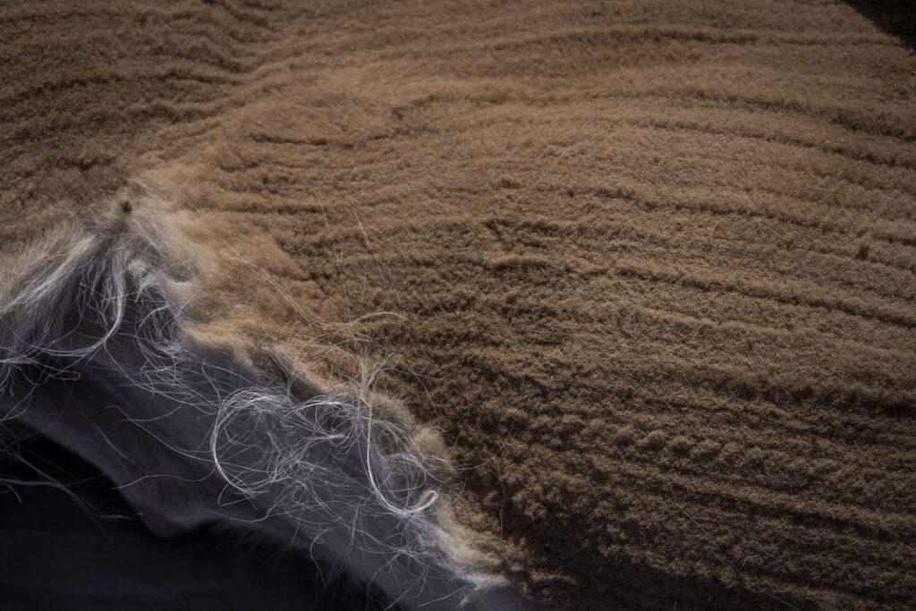 Una vicuña yace en el suelo mientras es evaluada por los equipos de profesionales. En este espacio controlado se registran datos biológicos, se revisa su estado sanitario y se toma vellón para su análisis. Créditos Tamara Merino/UNESCO