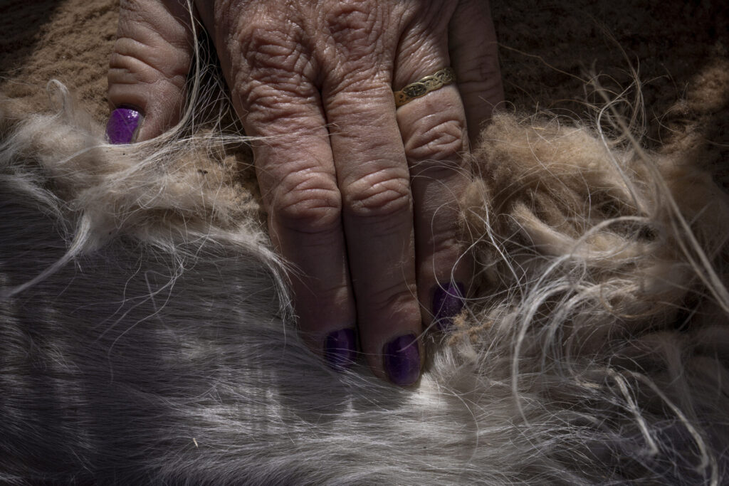 Una vicuña yace en el suelo mientras es evaluada por los equipos de profesionales. En este espacio controlado se registran datos biológicos, se revisa su estado sanitario y se toma vellón para su análisis. Créditos: Tamara Merino/UNESCO