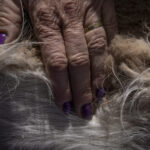 Una vicuña yace en el suelo mientras es evaluada por los equipos de profesionales. En este espacio controlado se registran datos biológicos, se revisa su estado sanitario y se toma vellón para su análisis. Créditos: Tamara Merino/UNESCO